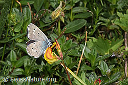 Cyaniris semiargus on Lotus alpinus (19.06.2025, F299065)