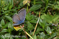 Cyaniris semiargus on Lotus alpinus (19.06.2025, F299067)