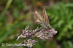 F299091: Dunkler Dickkopffalter (Erynnis tages) auf Rispe