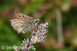 F299093: Dunkler Dickkopffalter (Erynnis tages) auf Rispe