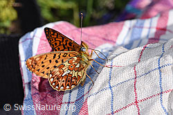 Boloria euphrosyne (19.06.2025, F299098)