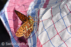 Foto: Silberfleck-Perlmuttfalter (Boloria euphrosyne)