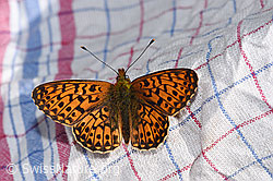 Boloria euphrosyne (19.06.2025, F299103)