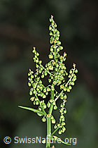 Berg-Sauerampfer (Rumex alpestris) (19.06.2025, F299166)