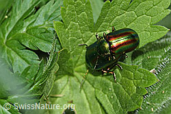 F299203: Oreina speciosa (Blattkäfer)