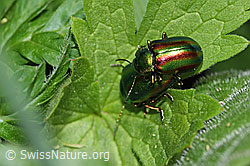 F299205: Oreina speciosa (Blattkäfer)