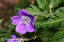 F299213: Wald-Storchschnabel (Geranium sylvaticum)