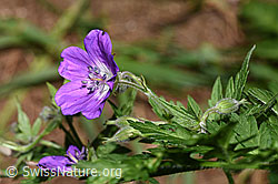 F299214: Wald-Storchschnabel (Geranium sylvaticum)