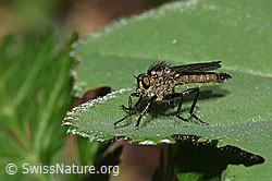 Berg-Raubfliege (Didysmachus picipes) (19.06.2025, F299217)