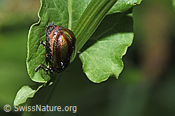 F299219: Oreina speciosa (Blattkäfer)