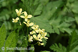 Gemeines Brillenschötchen (Biscutella laevigata) (F299255)