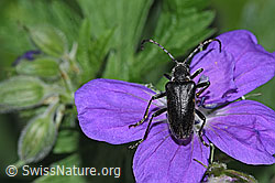 F299269: Schwarzhörniger Fleckenbock (Brachyta interrogationis) auf Wald-Storchschnabel (Geranium sylvaticum)