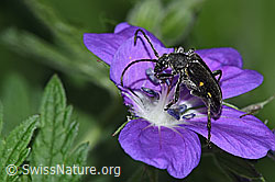 Schwarzhörniger Fleckenbock (Brachyta interrogationis)
