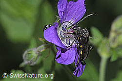 F299287: Schwarzhörniger Fleckenbock (Brachyta interrogationis) auf Wald-Storchschnabel (Geranium sylvaticum)