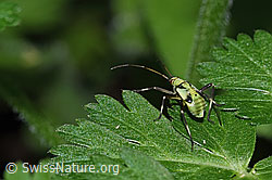 F299297: Almen-Schmuckwanze (Calocoris alpestris)