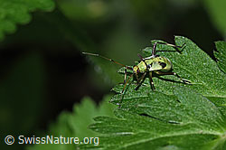 F299298: Almen-Schmuckwanze (Calocoris alpestris)