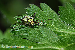 F299299: Almen-Schmuckwanze (Calocoris alpestris)