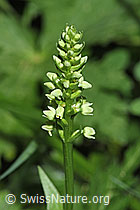 Weisszunge (Pseudorchis albida) (F299310)
