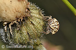 Odontotarsus purpureolineatus (Schildwanze) an Blume (F299458)