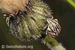 Odontotarsus purpureolineatus (Schildwanze) an Blume (F299460)