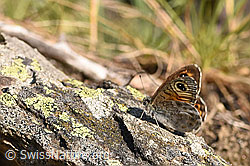 Braunauge (Lasiommata maera) (F299542)