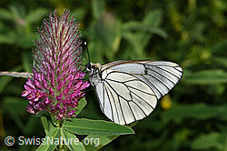 Purpur-Klee (Trifolium rubens)