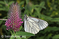F299630: Baumweissling (Aporia crataegi) an Purpur-Klee (Trifolium rubens)