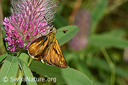Rostfarbiger Dickkopffalter (Ochlodes sylvanus) auf Purpur-Klee (Trifolium rubens) (F299641)