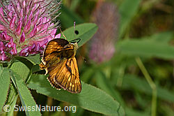 Rostfarbiger Dickkopffalter (Ochlodes sylvanus) auf Purpur-Klee (Trifolium rubens) (F299642)