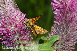 Purpur-Klee (Trifolium rubens)