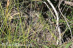 F299678: Smaragdeidechse (Lacerta bilineata)
