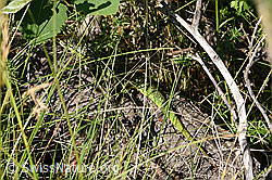 F299679: Smaragdeidechse (Lacerta bilineata)