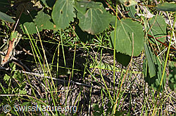 F299681: Smaragdeidechse (Lacerta bilineata)