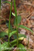 Betonienblättrige Rapunzel (Phyteuma betonicifolium) (F299735)