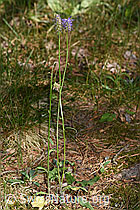 Betonienblättrige Rapunzel (Phyteuma betonicifolium) (F299738)