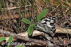 Schachbrett (Melanargia galathea) (F299778)