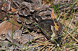 Photo: Hipparchia genava