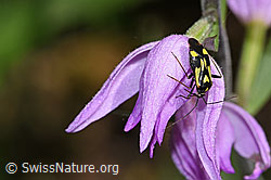 Grypocoris sexguttatus (Weichwanze) auf Rotem Waldvögelein (Cephalanthera rubra) (F299828)
