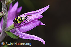 F299830: Grypocoris sexguttatus (Weichwanze) auf Rotem Waldvögelein (Cephalanthera rubra)