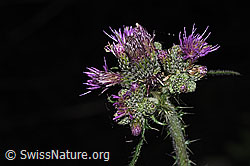 F300780: Sumpf-Kratzdistel (Cirsium palustre)