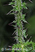 F300782: Sumpf-Kratzdistel (Cirsium palustre)