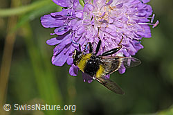 Hummel-Gebirgsschwebfliege (Sericomyia bombiformis auf Wald-Witwenblume (Knautia dipsacifolia) (F300807)