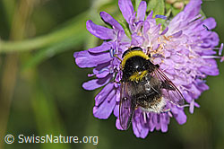 Hummel-Gebirgsschwebfliege (Sericomyia bombiformis auf Wald-Witwenblume (Knautia dipsacifolia) (F300808)