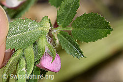 Kriechende Hauhechel (Ononis repens) (F300814)