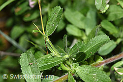 Kriechende Hauhechel (Ononis repens) (F300830)