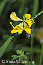 F300838: Gewöhnlicher Hornklee (Lotus corniculatus)