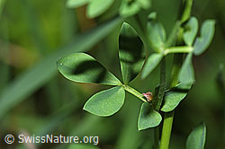 F300839: Gewöhnlicher Hornklee (Lotus corniculatus)