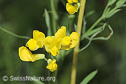 F300843: Wiesen-Platterbse (Lathyrus pratensis)