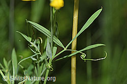 F300844: Wiesen-Platterbse (Lathyrus pratensis)