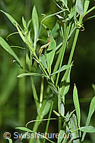 F300845: Wiesen-Platterbse (Lathyrus pratensis)